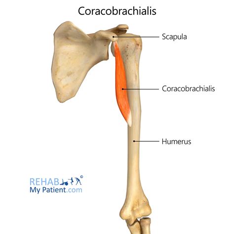 Coracobrachialis | Rehab My Patient