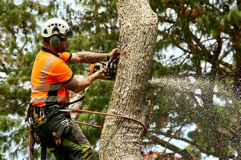 Advanced Tree Felling Techniques Used by Pros - Trees Down Under