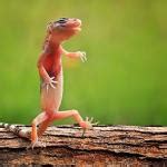 Dancing Gecko Meme Generator - Imgflip