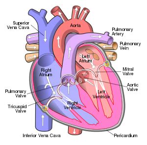 Pulmonary valve - Wikipedia