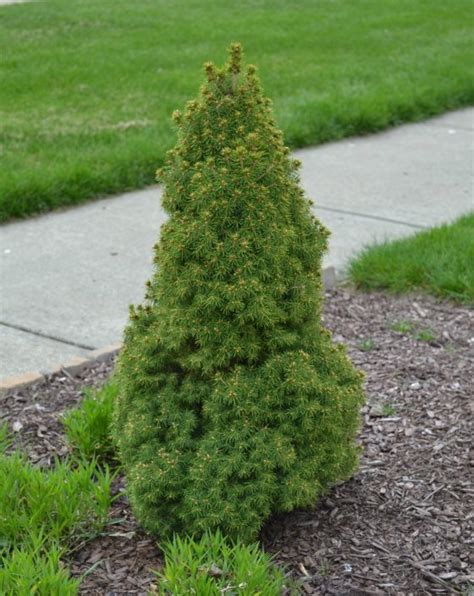 Dwarf Alberta Spruce, growing them from cuttings and caring for them.