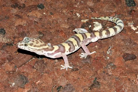 Western Banded Gecko (Reptiles, Amphibians and Fish of the Kaibab ...