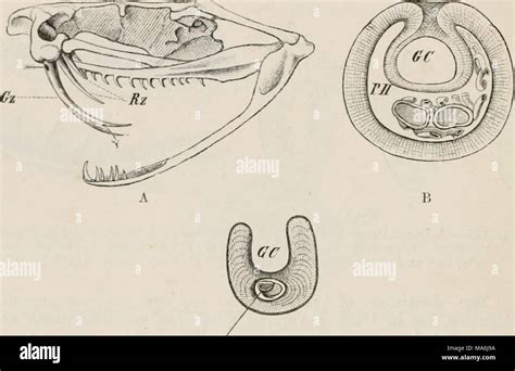 . Elements of the comparative anatomy of vertebrates Stock Photo - Alamy