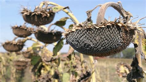 Sunflower Harvesting Machine - How to harvest and processing sunflower ...