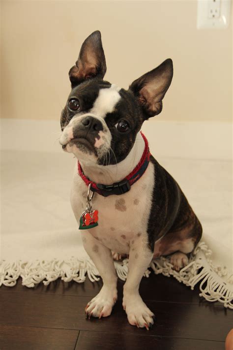 33+ Frenchie And Boston Terrier Mix For Sale Picture - Bleumoonproductions