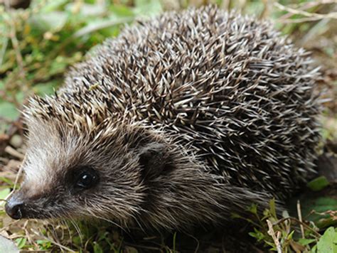 Suzy's Animals of the World Blog: THE AMUR HEDGEHOG