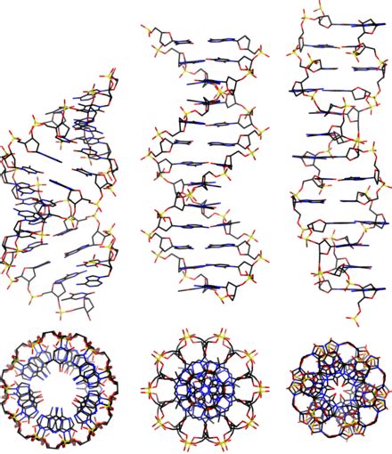 A-DNA - Wikipedia