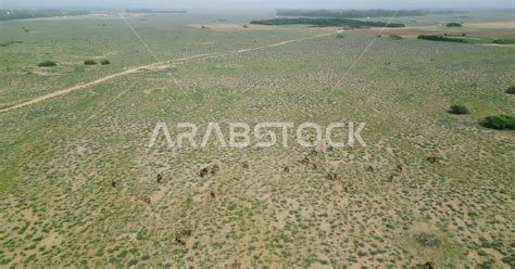 Caring for camels in the Kingdom of Saudi Arabia, famous tourist places ...