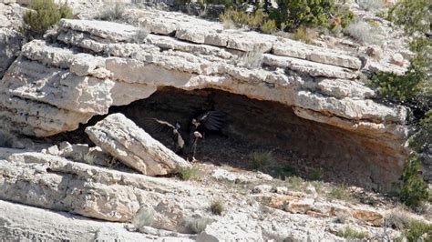 Pioneering condor chicks soaring in Grand Canyon | The Spokesman-Review