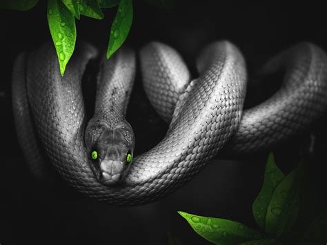 Dark Snake Wallpapers - Top Free Dark Snake Backgrounds - WallpaperAccess