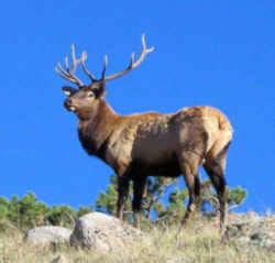 Utah State Animal: Rocky Mountain Elk