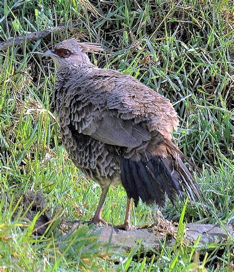 Female Kalij Pheasant Photograph by Heidi Fickinger | Fine Art America