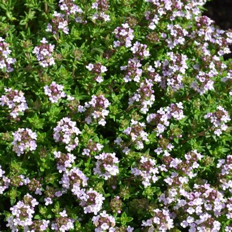 Thymus vulgaris 'Compactus' Thyme Compact | Buy Herb Plants