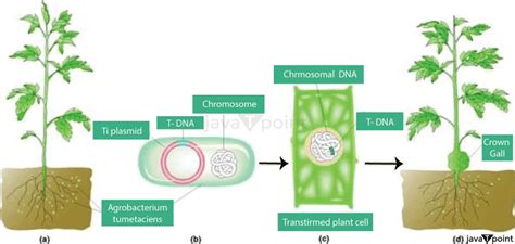 Agrobacterium Mediated Gene Transfer - Javatpoint