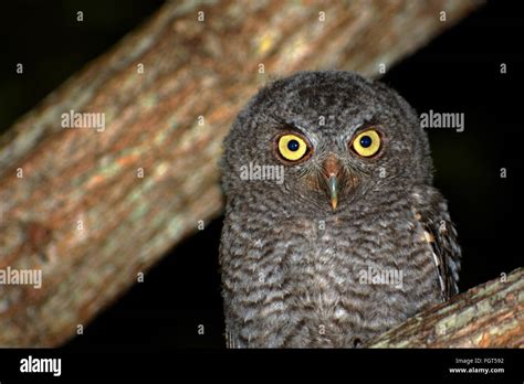 Owl Yellow Eyes at Night Stock Photo - Alamy