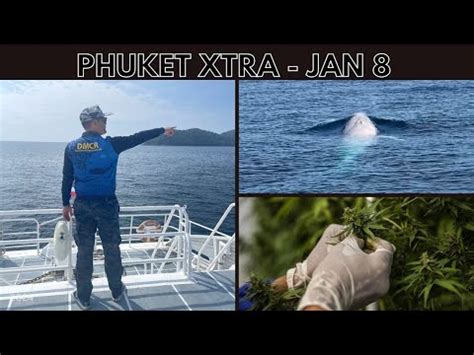 New bill targets recreational cannabis, Rare Albino Omura’s whale sightings off Phuket || Thai ...