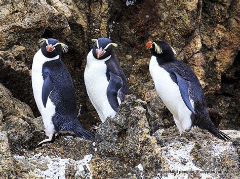 Phil Bendle Collection:Penguin (Snares crested) Eudyptes robustus ...