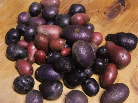 my VegaNation: Mofo Day Five: Purple Potatoes!