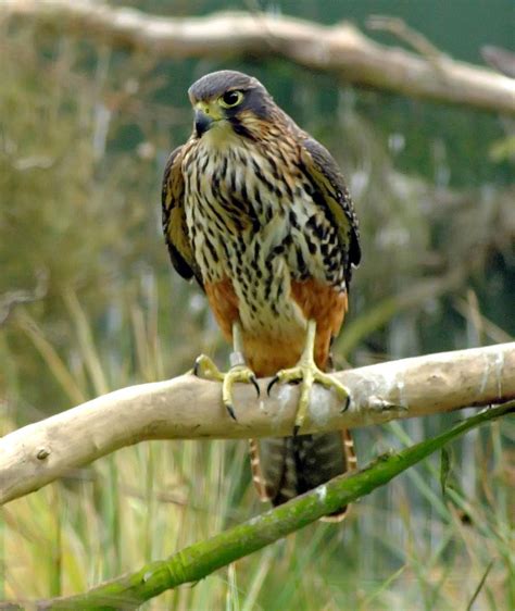 New Zealand Falcon. | Hen NZ Falcon raised in captivity but … | Flickr