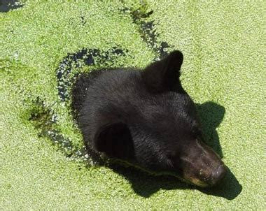 Louisiana Black Bear | State Symbols USA