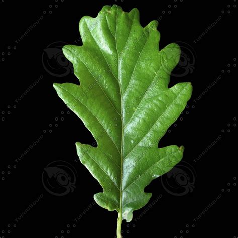 Texture jpg leaf oak leaves