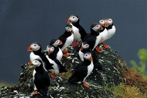 Gloomy outlook for puffin breeding - Iceland Monitor