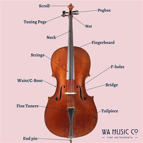 Parts of a String Instrument: Explained - WA Music Co