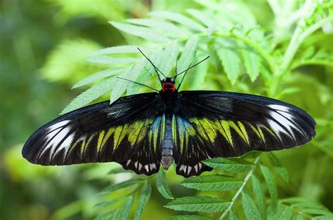 Birdwing Butterfly Photograph by Scubazoo - Fine Art America