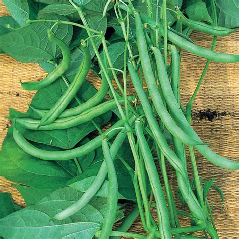 √ French Beans Plant Height - Amanda Herrera