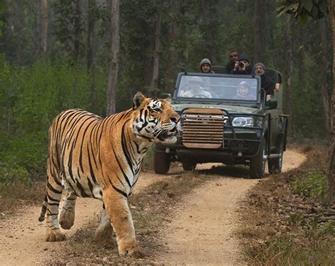 Tiger Safari Tours - Best Cultural & Wildlife Safari Tours