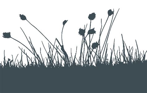 Desktop Wallpaper Grasses Silhouette White Computer - Erg png download - 1283*820 - Free ...