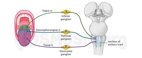 Cranial nerve pathways | Osmosis