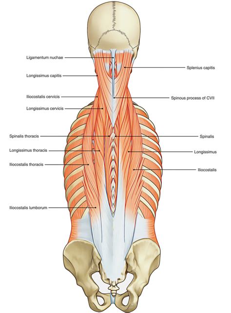 Erector Spinae Muscles – Earth's Lab