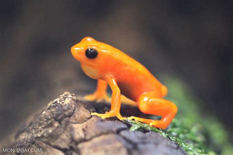 Golden mantella frog