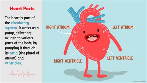 Heart Facts For Kids