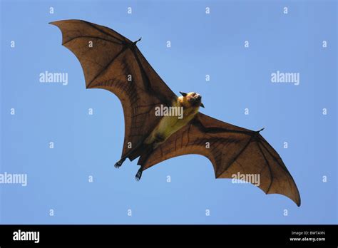 bat bats "fruit bat" "fruit bats" asia asian mammal mammals animal animals asia asian "flying ...