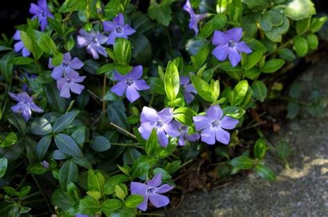 The Fastest-Growing Evergreen Ground Cover Plants