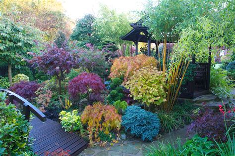 Autumn Japanese maple colours in our West Midlands garden | Flickr