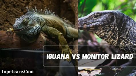 Iguana Vs Monitor Lizard: 7 Key Differences