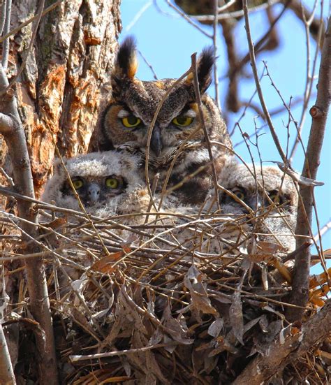 All of Nature: Great Horned Owl Babies Growing Fast