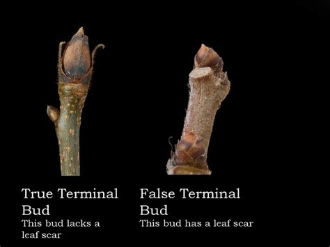 Terminal bud (contains apical meristem cells) grows at the tip of a ...