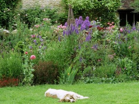 Planting a Dog Friendly Garden | Dengarden