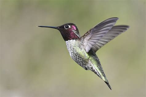 Anna'S Hummingbird Flight - Free photo on Pixabay