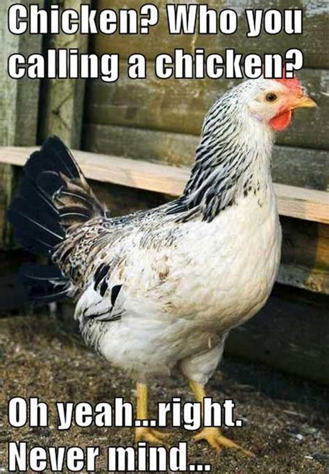 40 best images about Chicken Memes on Pinterest