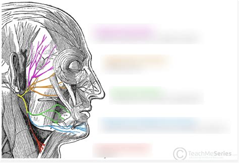 Picture Facial Nerve Branches Diagram | Quizlet