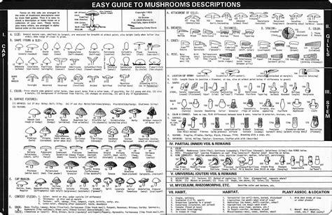 Fungi Identification Guide Pdf