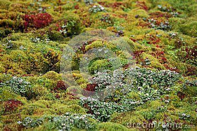 Arctic moss | Cactus garden, Succulents garden, Succulents