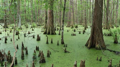 Big Thicket National Preserve, Texas - Recreation.gov