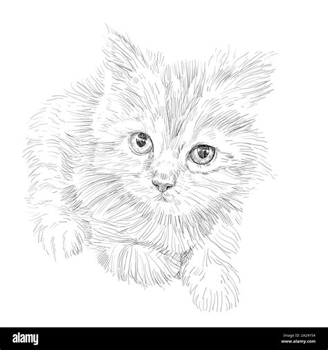 Drawing of adorable cat lying on white background. Furry cute kitten with big eyes Stock Vector ...