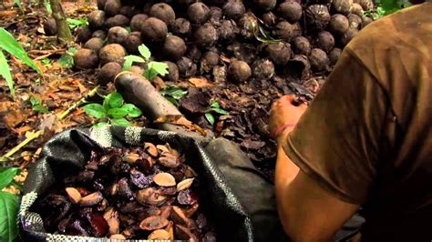 Millions of Brazil Nuts Harvesting in Amazon Forest - Amazon Nuts processing in Factory - YouTube